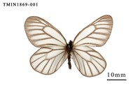 藏品(白絹粉蝶)的圖片